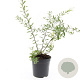 Spiraea cinerea 'Grefsheim' GM C1.3