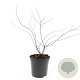 Spiraea cinerea 'Grefsheim' GM C1.3