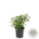 Spiraea jap. 'Genpei' GM C1.3