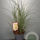 Miscanthus sin. 'Kleine Silbersp.' GM C5