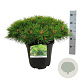 Pinus dens. 'Low Glow' 40-50 cm 15L
