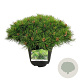 Pinus dens. 'Low Glow' 40-50 cm 15L