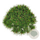 Pinus dens. 'Low Glow' 40-50 cm 15L