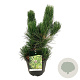 Pinus heldreichii 'Satellit' 50-60 cm 15L