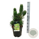 Pinus heldreichii 'Satellit' 50-60 cm 15L