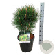 Pinus nigra 'Green Tower' 50-60 cm 15L
