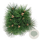 Pinus nigra 'Green Tower' 50-60 cm 15L