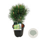 Pinus nigra 'Green Tower' 50-60 cm 15L