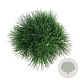 Pinus nigra 'Spielberg' 30-40 cm 15L