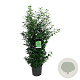Prunus l. 'Angustifolia' 125-150 cm 15L