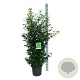 Prunus l. 'Angustifolia' 125-150 cm 15L