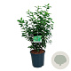 Prunus l. 'Angustifolia' 60-80 cm 6L