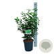 Prunus l. 'Angustifolia' 60-80 cm 6L