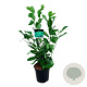 Prunus I. 'Rotundifolia' 60-80 cm 6L