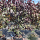 Cercis can. 'Forest Pansy' 250-300 cm 50L