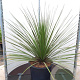 Dasylirion texanum 80-100 cm 35L