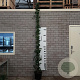 Hedera hibernica 250-300 cm 15L 8-12 tak