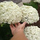 Hydrangea a. 'Bounty' 40-50 cm 3,0L