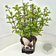 Hydrangea pan. 'Silver Dollar' 40-50 cm 10L