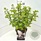 Hydrangea pan. 'Silver Dollar' 40-50 cm 10L