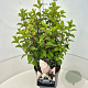 Hydrangea pan. 'Silver Dollar' 40-50 cm 10L