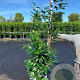 Prunus l. 'Caucasica' 175-200 cm 20L