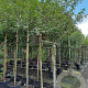 Amelanchier arborea 'Robin Hill' 8-10 HO container