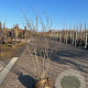 Amelanchier lamarckii 175-200 cm draadkluit meerstammig
