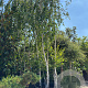 Betula utilis jacquemontii 500-600 cm container meerstammig