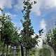 Crataegus lavalleei 'Carrierei' 12-14 HO container