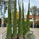 Cupressus sempervirens 300+ container
