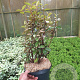 Elaeagnus ebb. 'Compacta' 40-50 cm 5,0L