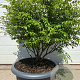 Euonymus alat. 'Compactus' 80-120 cm container schotel meerstammig