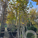 Magnolia kobus 450-500 cm container meerstammig