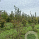 Malus 'Red Sentinel' 200-250 cm draadkluit meerstammig