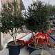 Osmanthus burkwoodii 175-200 cm container meerstammig
