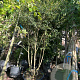 Osmanthus burkwoodii 175-200 cm container meerstammig