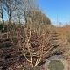 Parrotia persica 200-250 cm draadkluit meerstammig