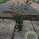 Photinia fraseri 'Red Robin' 60-80 cm 5,0L