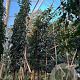 Prunus l. 'Angustifolia' 10-12 HO container 190STAM