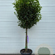 Prunus l. 'Angustifolia' 80HA container extra