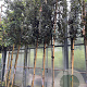 Quercus ilex 12-14 HO container 200 cm stam lei 150x150