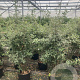 Quercus ilex 125-150 cm container meerstammig