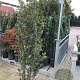 Quercus ilex 130-160 cm  30L