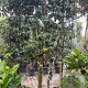 Quercus ilex 80-90 HA container