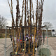 Wisteria mix 400-450 cm 45L Gestokt