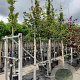 Acer campestre 12-14 HO container