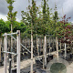 Acer campestre 12-14 HO container