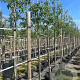 Amelanchier arborea 'Robin Hill' 10-12 HO container