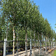 Betula albosin. 'Fascination' 12-14 cm Cocoskluit